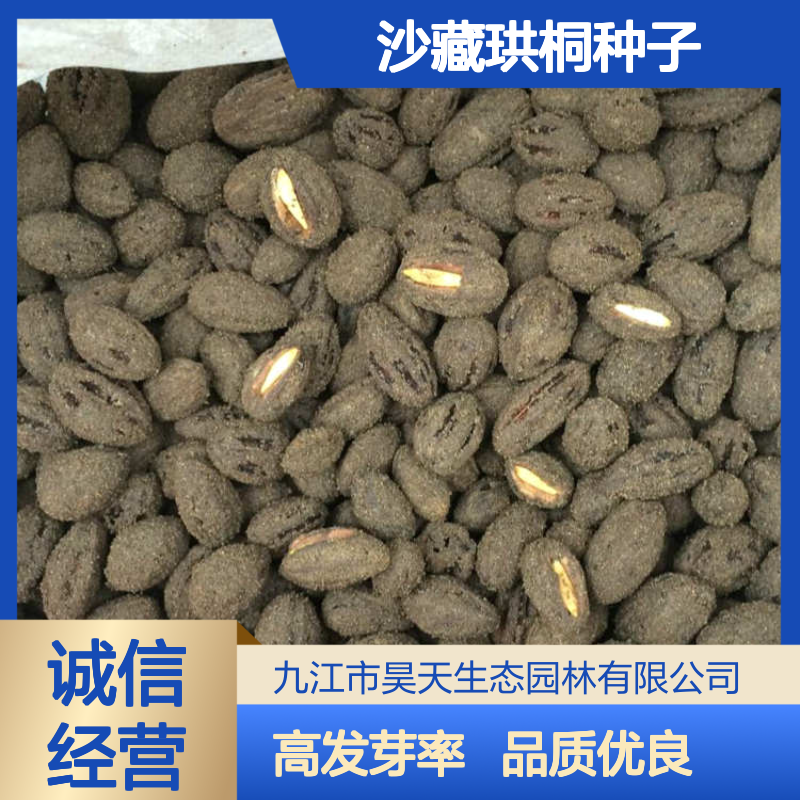 珍稀树种苗 沙藏珙桐种子 催芽裂口发芽率高 昊天园林种源基地