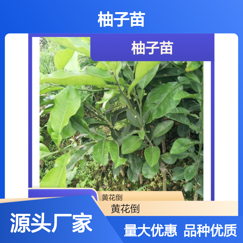 柚子苗黄花倒品种 基地直供批量优惠 高产稳产