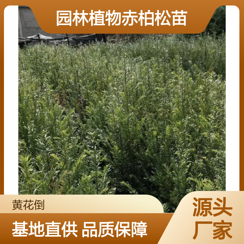 园林植物赤柏松苗 常绿乔木优选 基地直供 生长旺盛