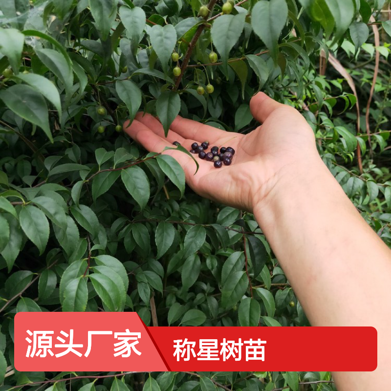 称星树苗 岗梅植物 种植基地直供 品质保证 分布广泛
