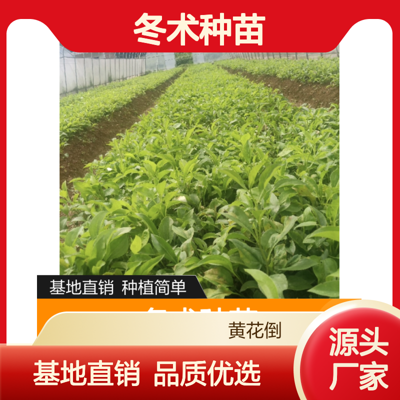 优质冬术种苗 百亩基地 绿化优选 药材种植 籽粒饱满