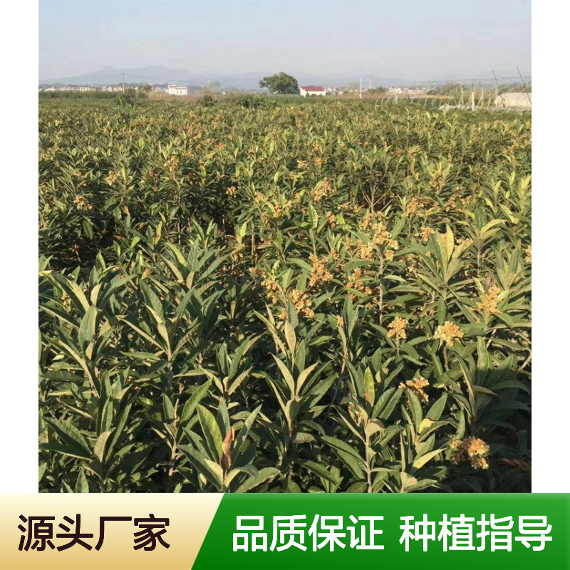 农户直供长虹枇杷实生树苗 苗圃产地直供品质保证种植技术分享
