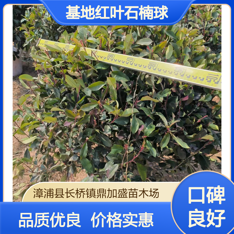 鼎加盛基地红叶石楠球 80x80/100x100蓬径 灌丛地被常绿球形灌木