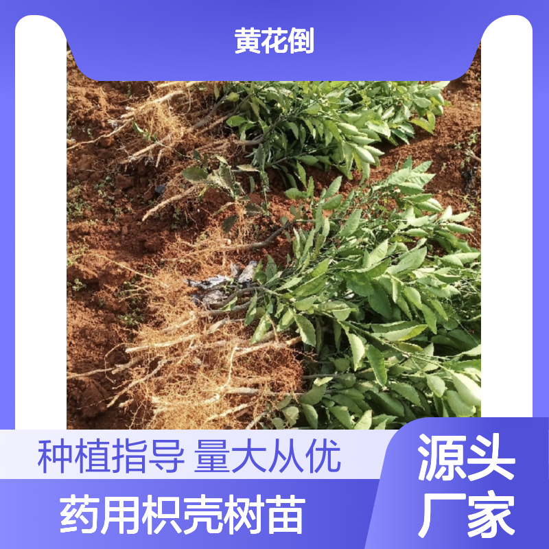 药用枳壳树苗 培育主产区直供 易于管理 抗寒性强