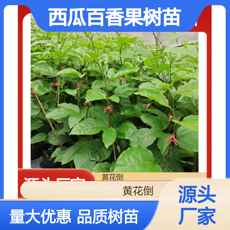 西瓜百香果树苗 紫色果皮独特 适应性强易种植