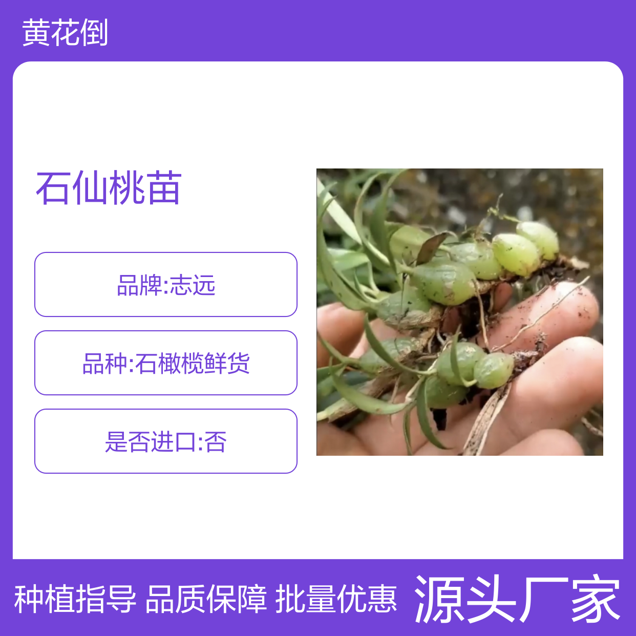 石仙桃苗 种植区直供 批发优选 附生性强 管理简单