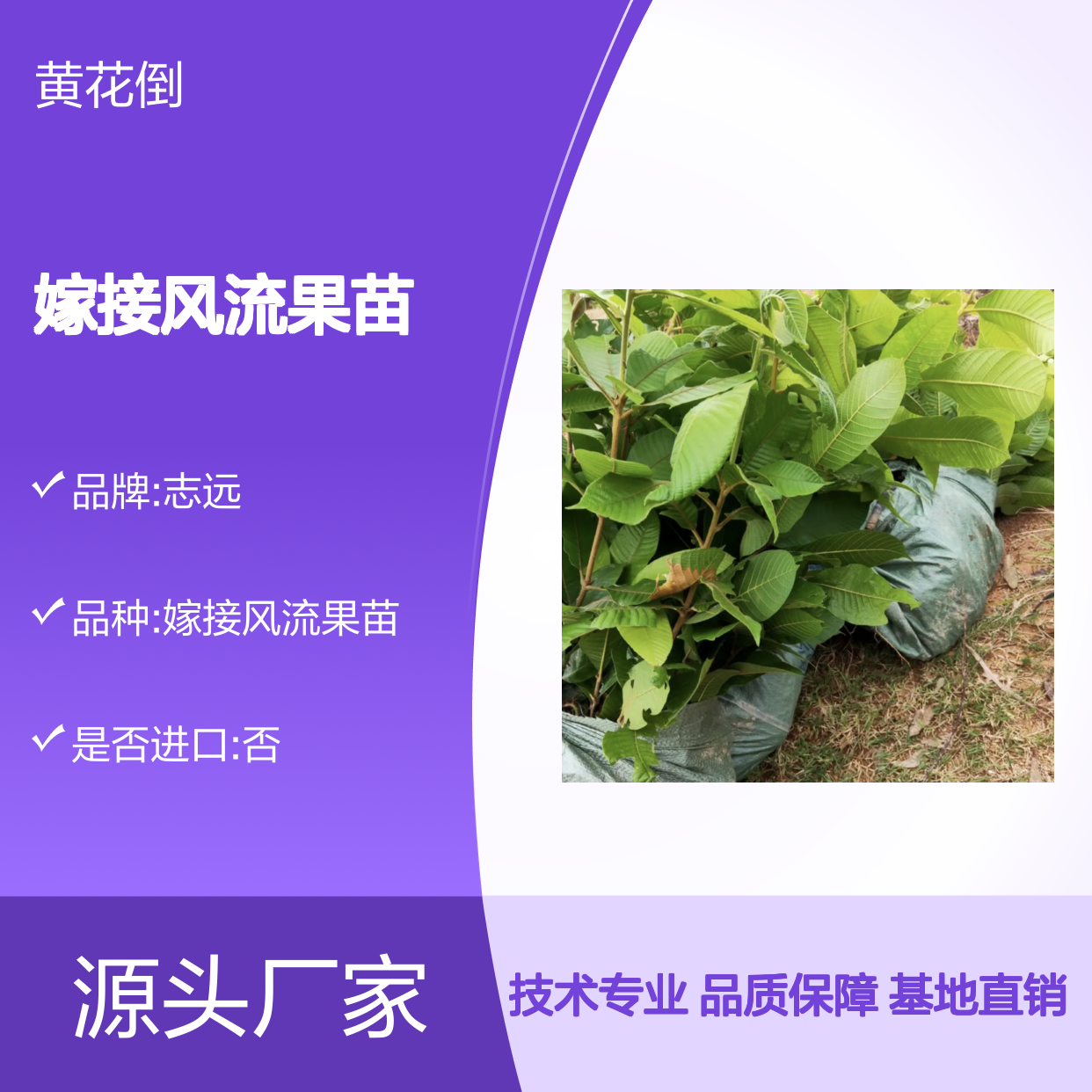 嫁接风流果苗 百亩基地直供 品质优良 管理规范