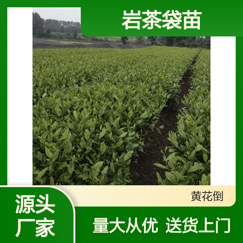 基地直供岩茶袋苗 全国送货 种类丰富 购买便捷