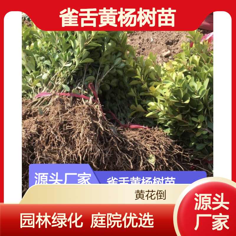 雀舌黄杨树苗 基地直供 园林优选 常绿阔叶 易于栽植
