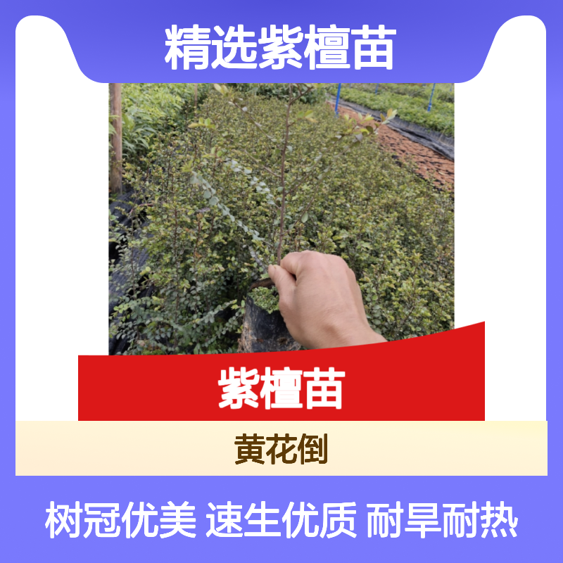 精选紫檀苗批发 乔木植物园艺优选 耐旱耐热 干形良好