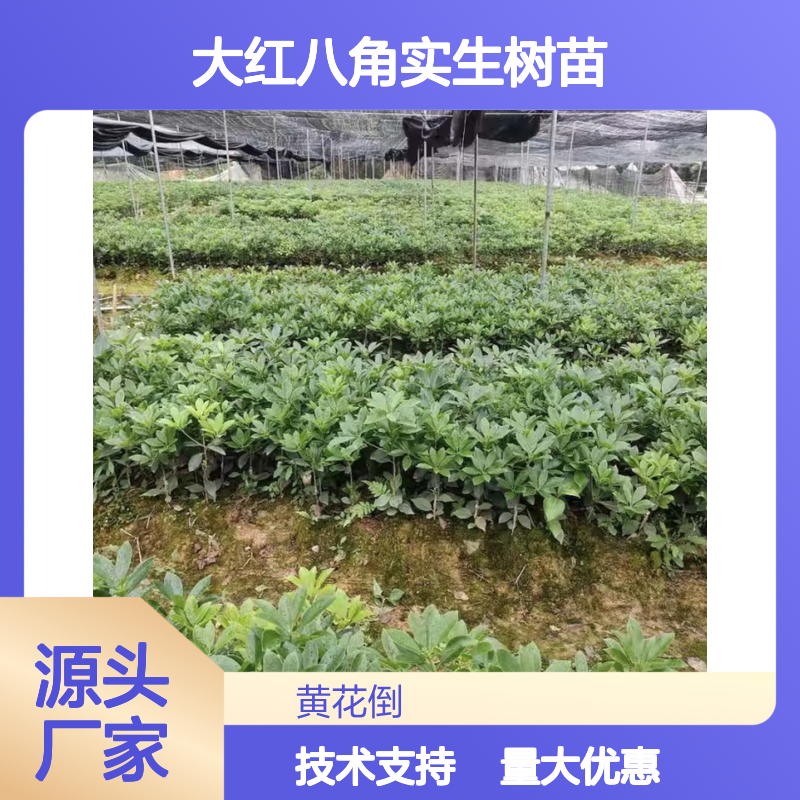 精选大红八角树苗 支持定制 技术指导 现起现发