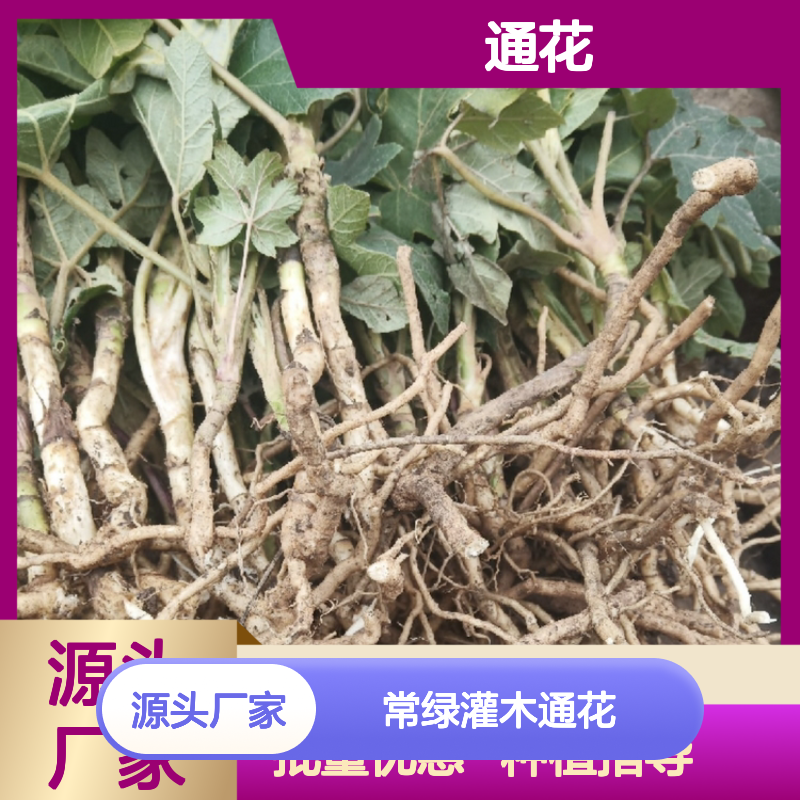 通花种苗 批发供应 常绿灌木通花 品质优良 生长迅速