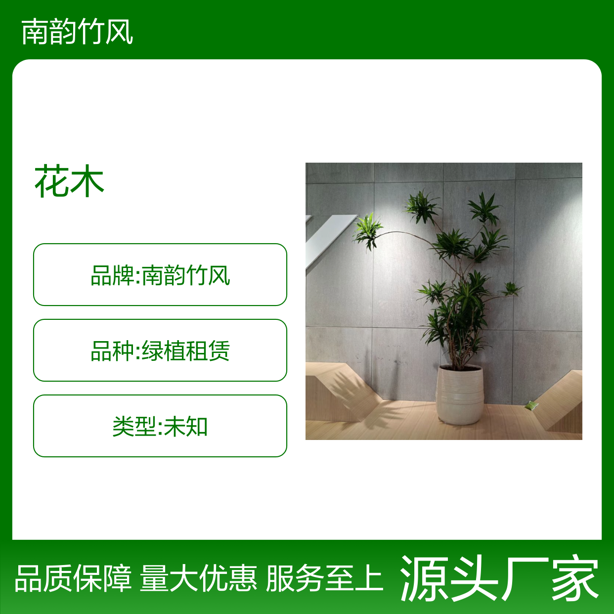 南韵竹风 厂家直供 绿植租赁 品质如一 成活率高