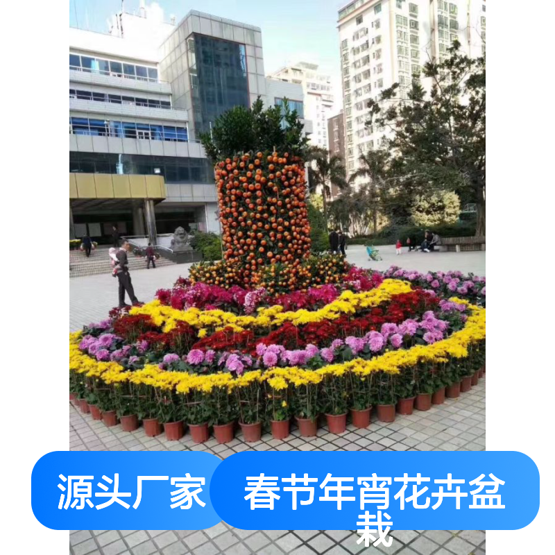 深 圳春节年宵花卉盆栽 公司大型桔子盆栽花坛摆放 可回收 南韵竹风
