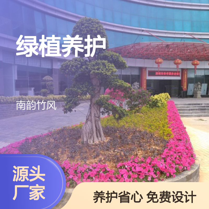 绿植养护 福田花木租摆公司 室内绿植造景 每周1次上门护理