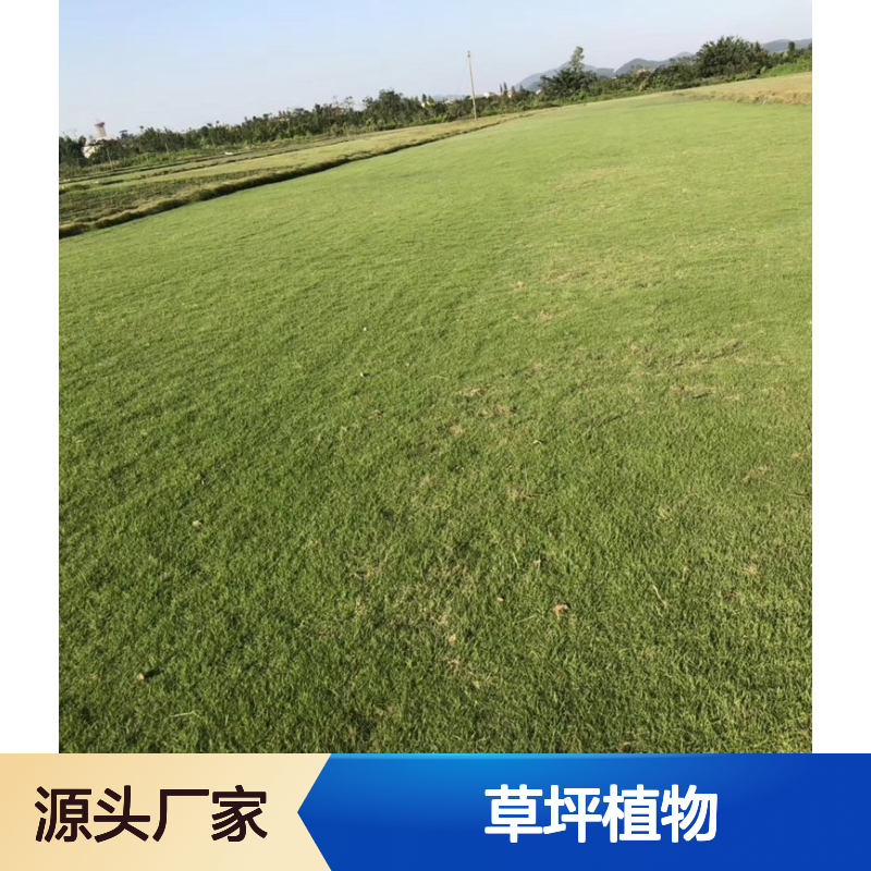 南韵竹风 结缕草 草坪植物 抗病虫害 四季常绿 园林优选