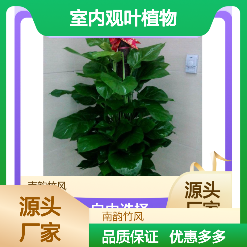 室内观叶植物租摆 精选大叶绿萝 易于养护 美化空间