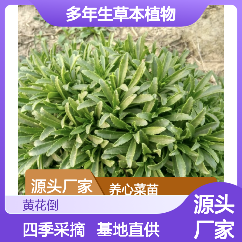 养心菜苗 基地直供 多年生草本植物 沙土优选 四季采摘