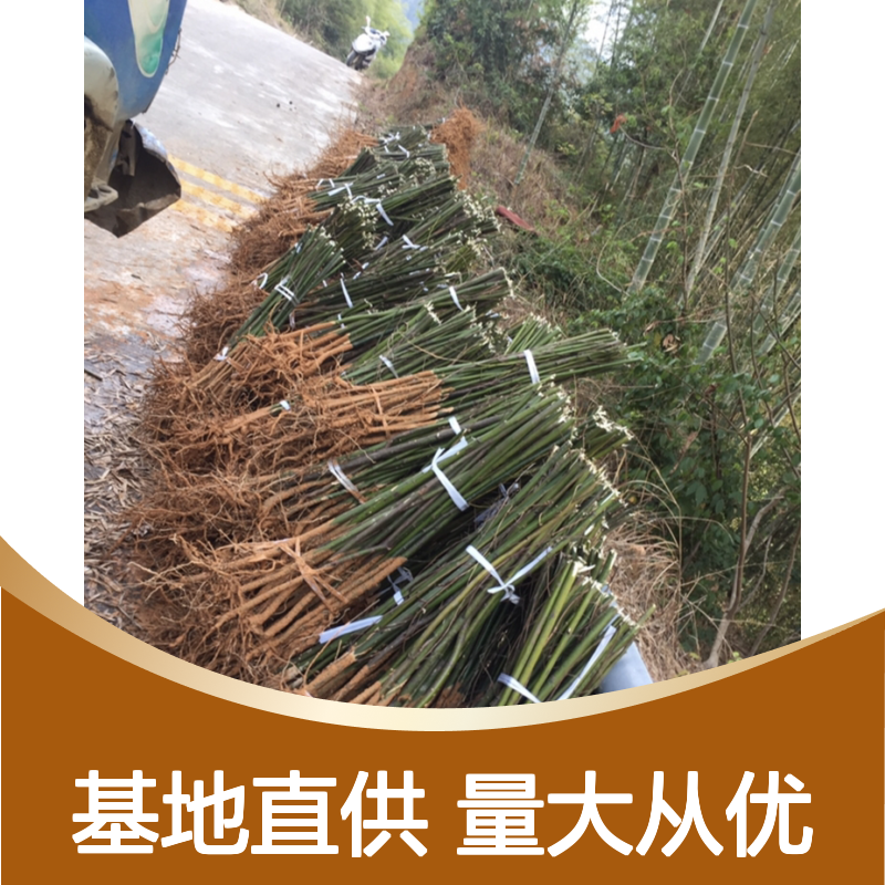 大叶山苍子树苗 基地直供 香料植物资源 风味独特