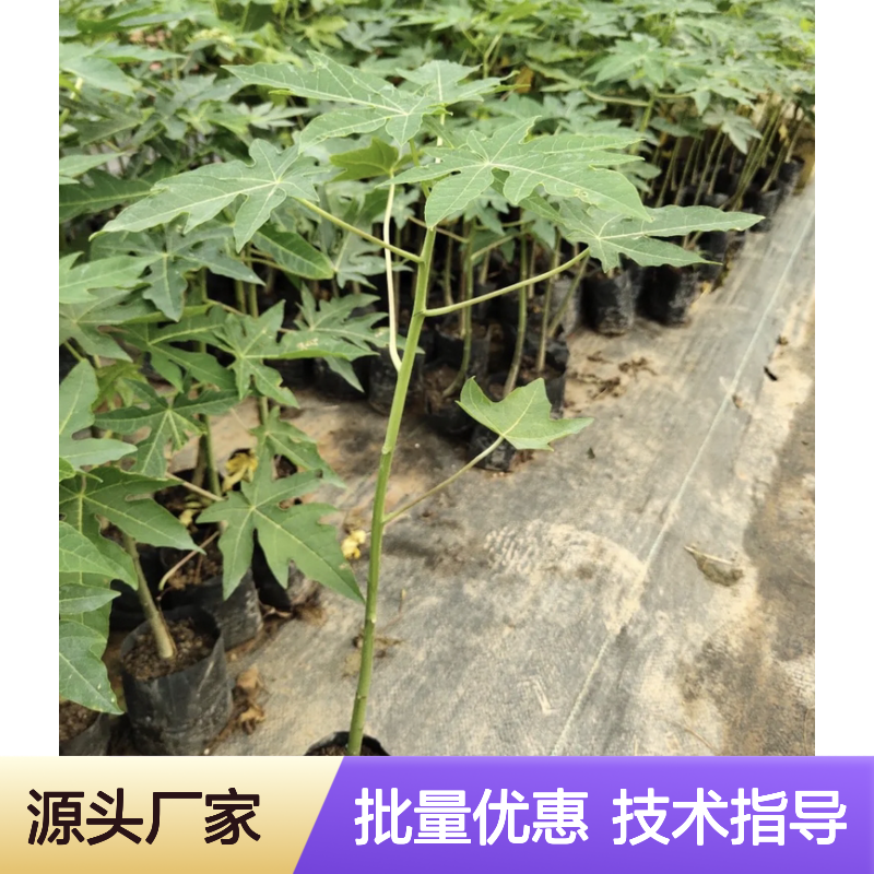 精选木瓜苗 种植园直供 培育指导 高产稳产 适应性强