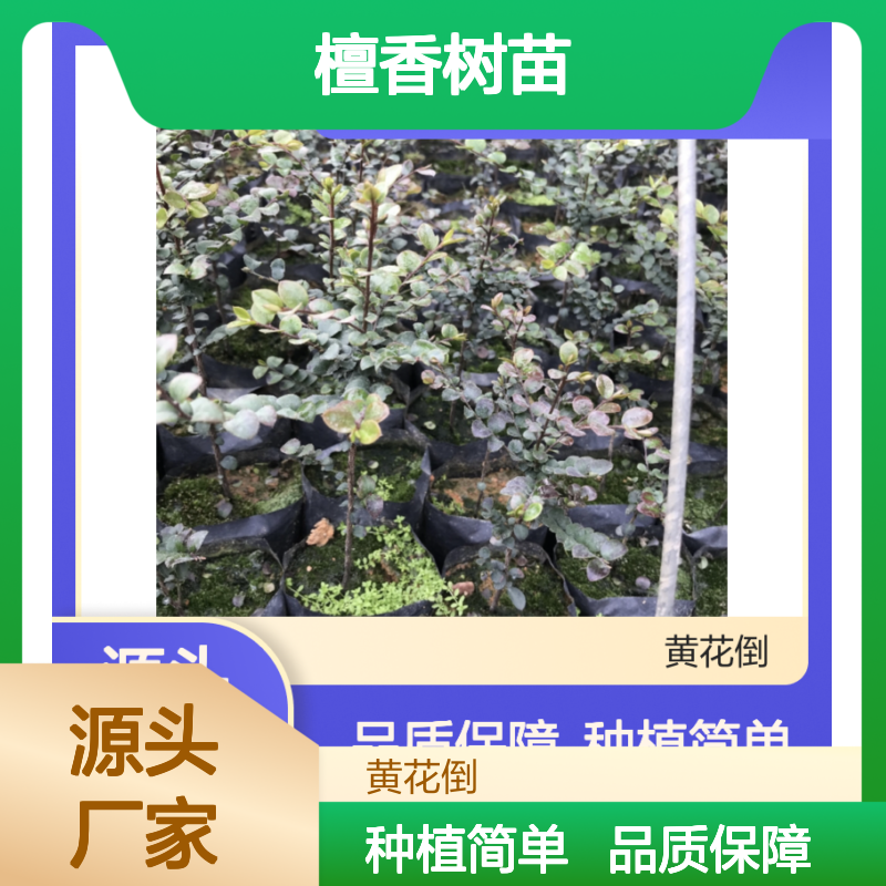 檀香树苗 批发供应 乔木植物 耐干热气 抗风力强