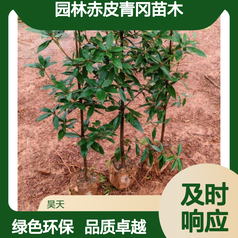 昊天园林赤皮青冈苗木 长江流域绿色风景树 无纺布袋苗口径12公分