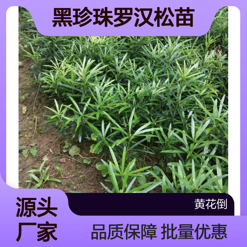 黑珍珠罗汉松苗 百亩种植园直供 品质优良 生长旺盛
