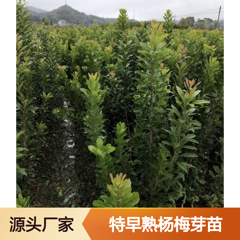 农户直供特早熟杨梅芽苗 全程技术指导 十几年苗木培育经验