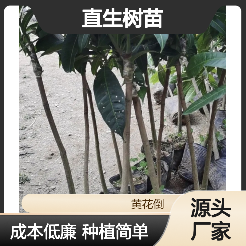 产地直发台农芒果直生树苗 种植成本低可控 荒山农田均可种植