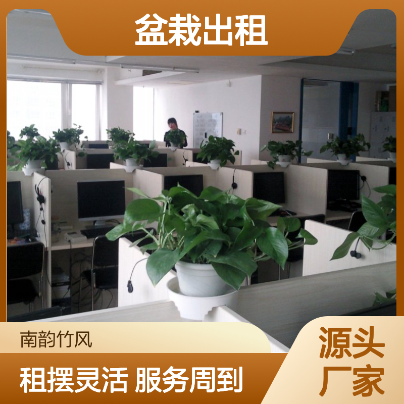 南韵竹风绿植盆栽出租服务 成活率高 品种多样