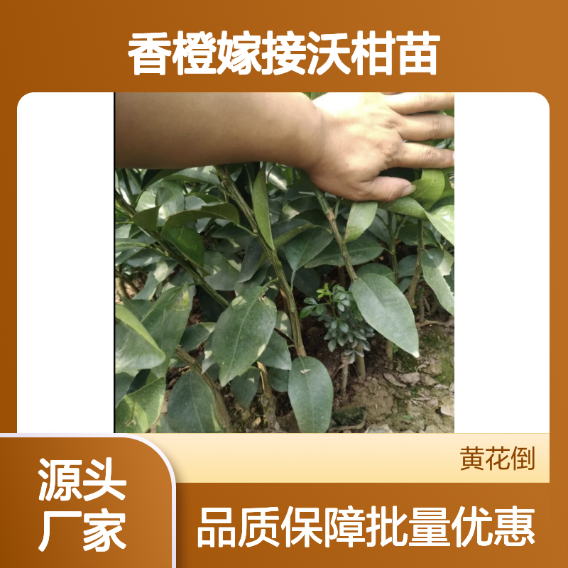 香橙嫁接沃柑苗 挂果强采收长 甜柔爽口 高维生素