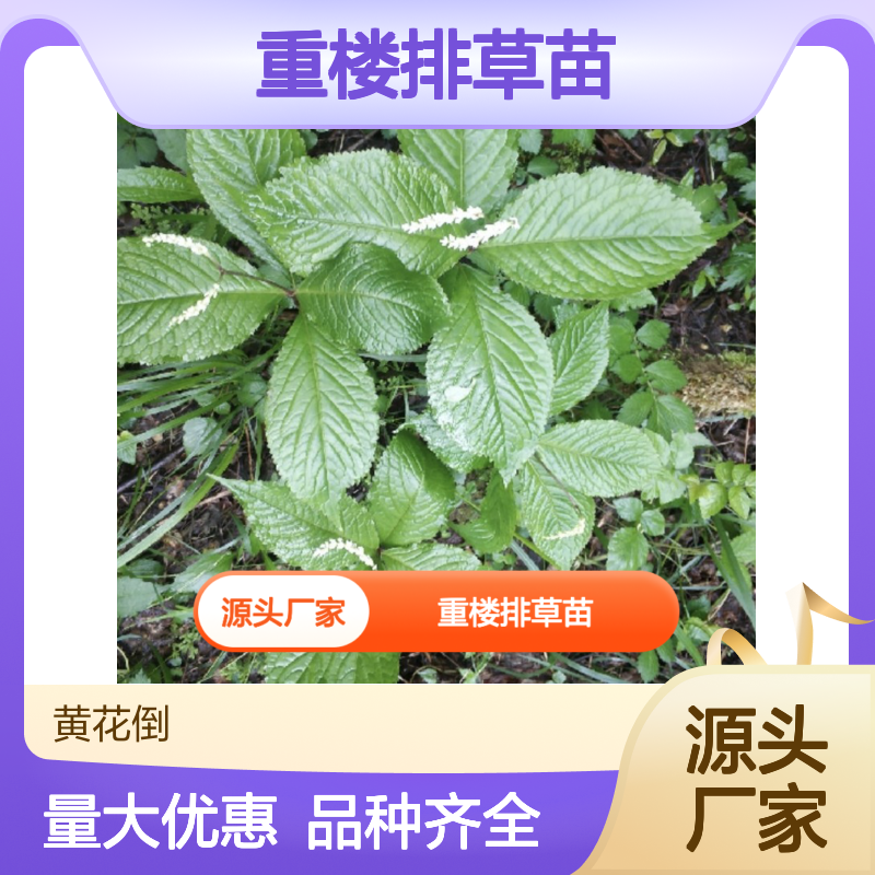 产地批发重楼排草苗 品种齐全质量保证根系发达种植好管理