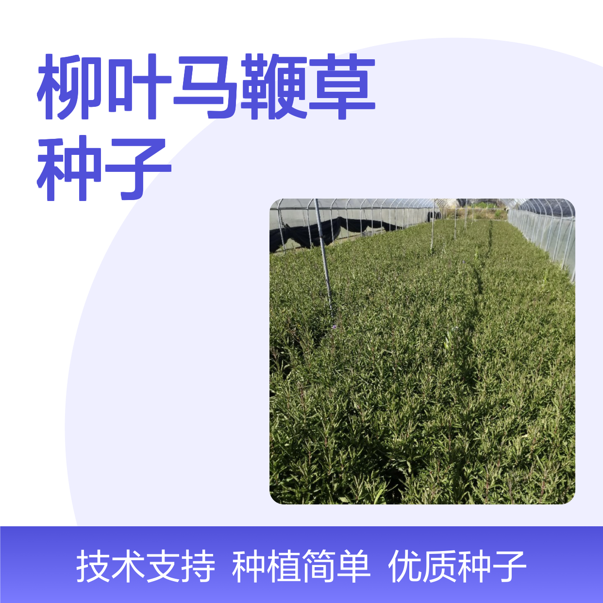 当年纯新柳叶马鞭草种子 苗木合作社自营免费技术指导