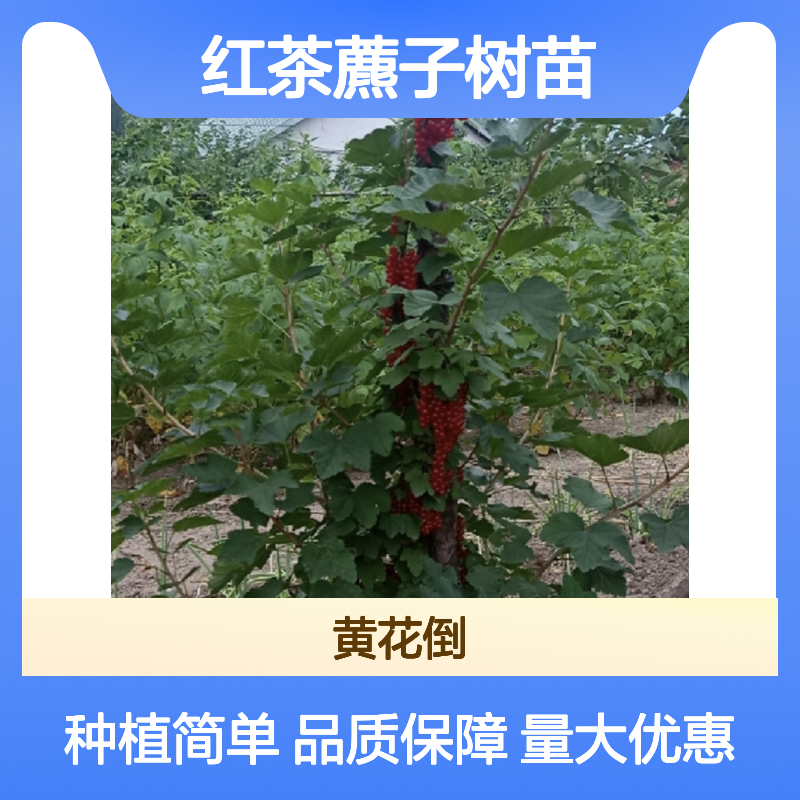 红茶藨子树苗批发 园林绿化好选择 生长迅速 适应性强