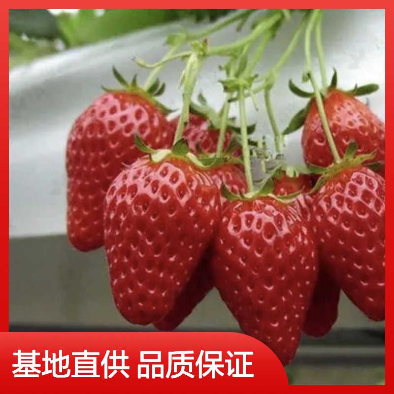 妙香草莓苗 百亩主产区直供 批发基地 抗寒性强