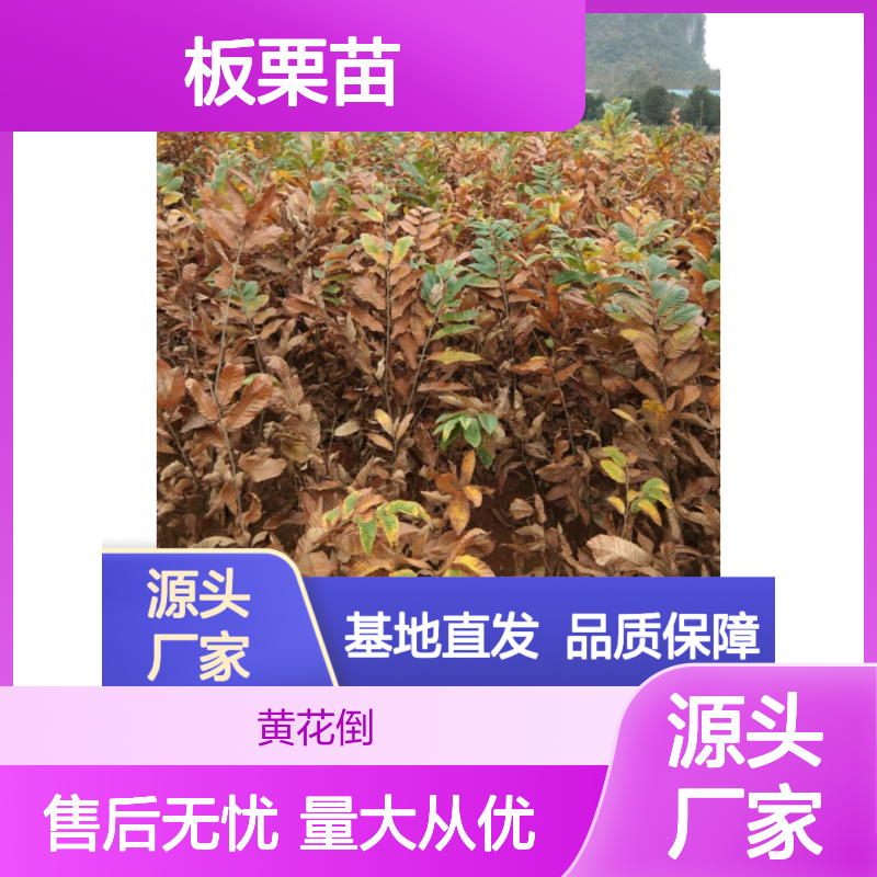 优质板栗苗 基地直供 适应性强 易栽培管理 成活率高