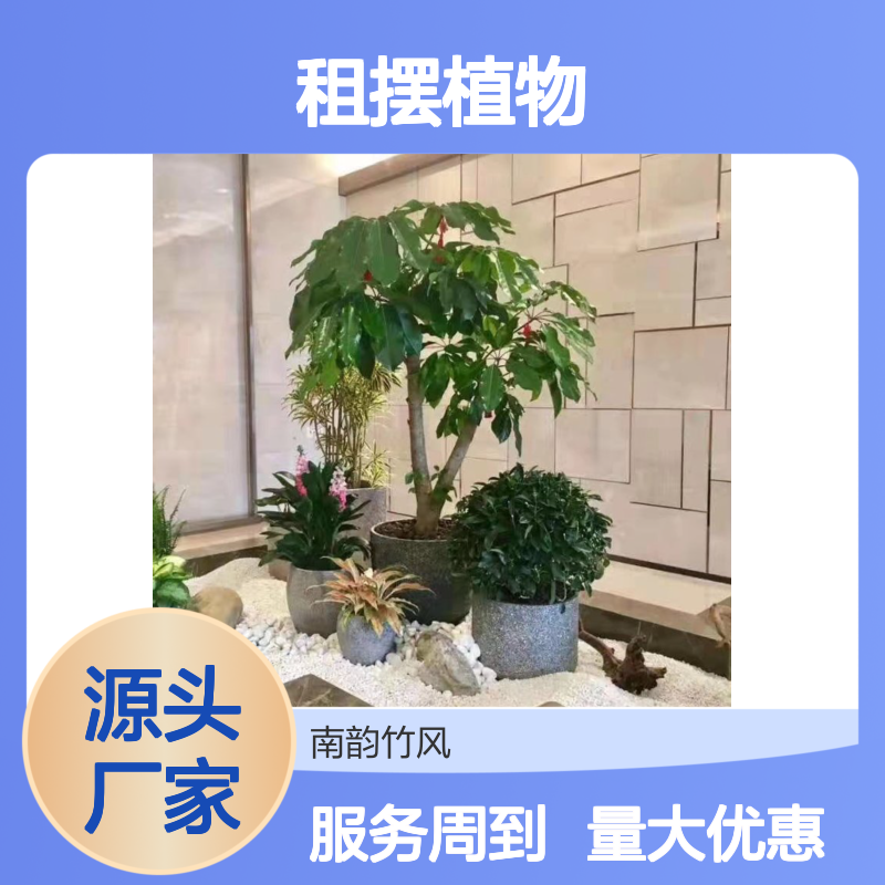 南韵竹风植物租赁 绿化工程专家 品种多样 成活率高