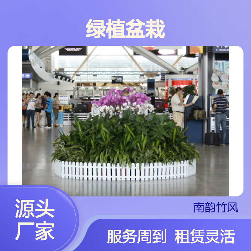 绿植盆栽出租 承接绿化工程 成活率高 品种多样