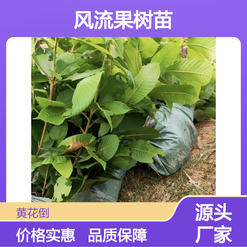 风流果百亩种植基地 批发风流果树苗 风流果树苗批发