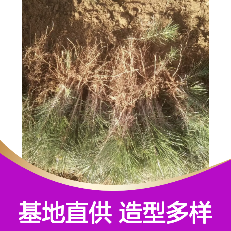 日本黑松苗 百亩种植 基地直供 四季常青 抗病虫强