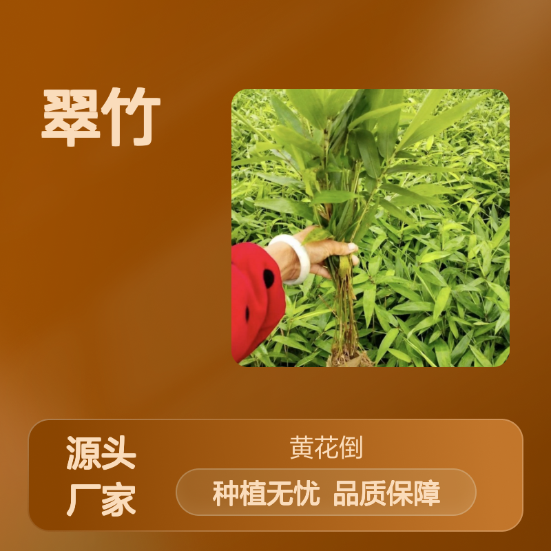 当年新采翠竹种子 自营基地技术指导 专业培育