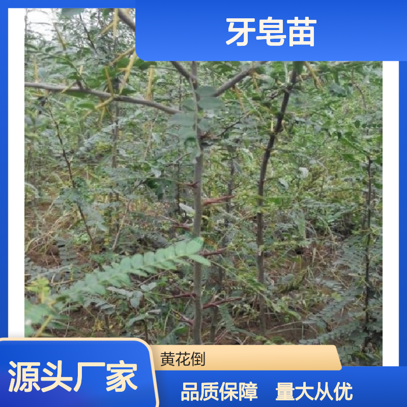 基地直供牙皂苗 园林植物常绿灌木 品质优良 专业培育