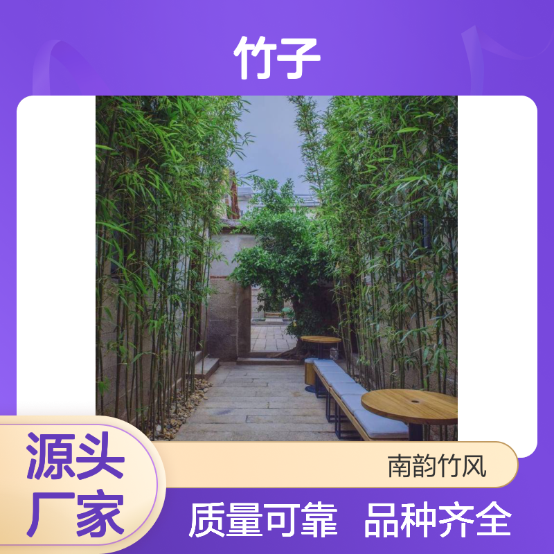 深 圳竹子批发种植基地 罗汉竹竹苗 庭院绿化竹 子围墙 绿篱墙