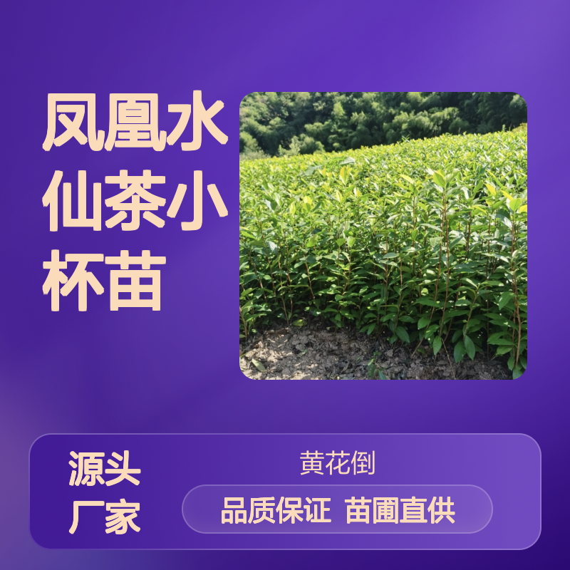 产地一手货源凤凰水仙茶小杯苗 苗圃产地直供品质保证种植技术分享