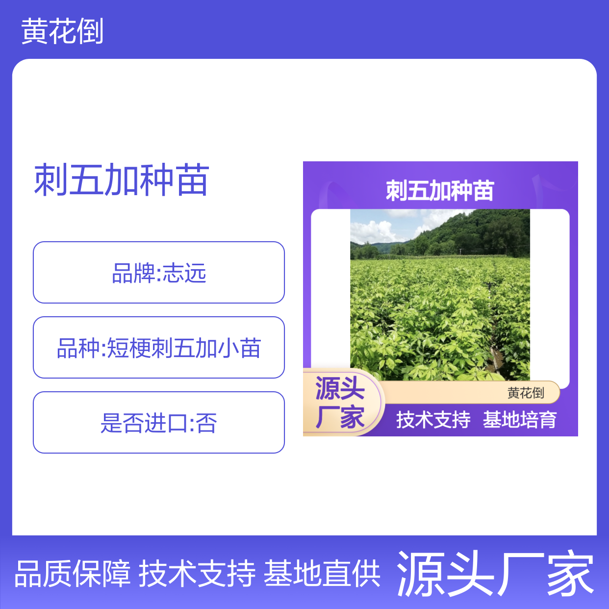 刺五加种苗 基地直供 分蘖繁殖 技术指导 品质优良
