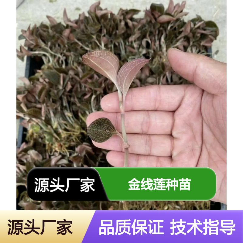 金线莲种苗 深山老林生长 基地直供 品质保证 技术指导