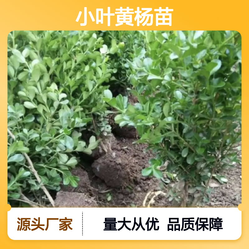 小叶黄杨苗 基地直供 耐阴喜光 生长迅速 适应性强