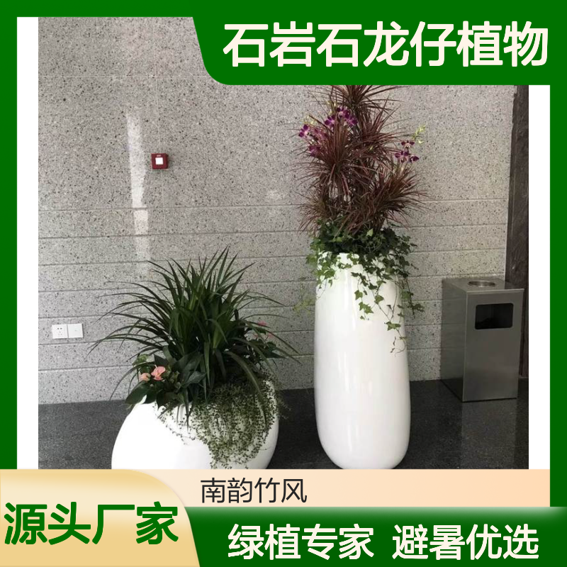 石岩石龙仔植物租摆服务 绿植养护专家 避暑防热