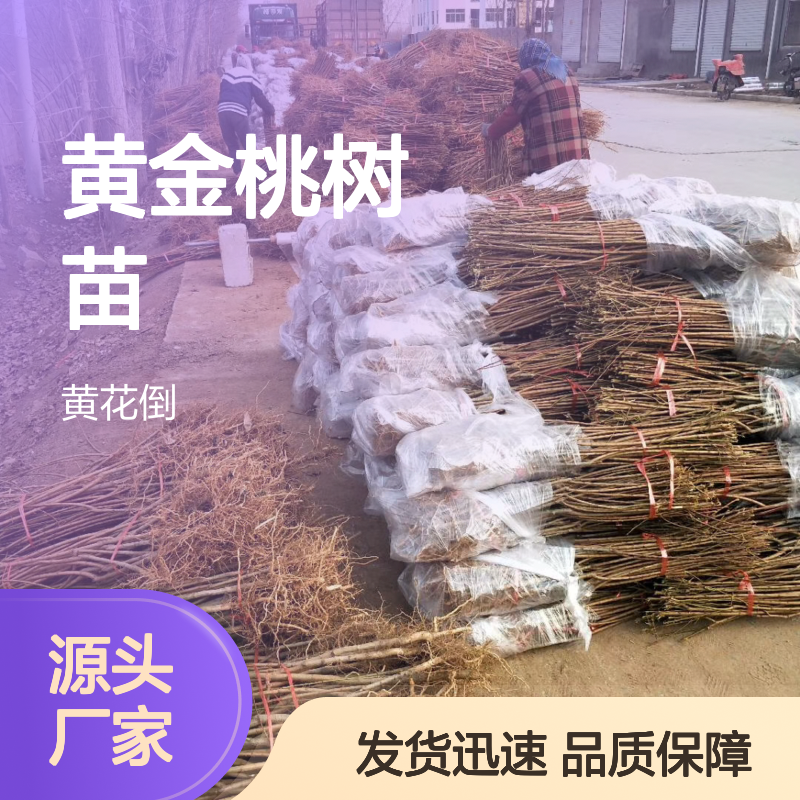 黄金桃树苗 批发供应 果园直供 品种优良 生长迅速