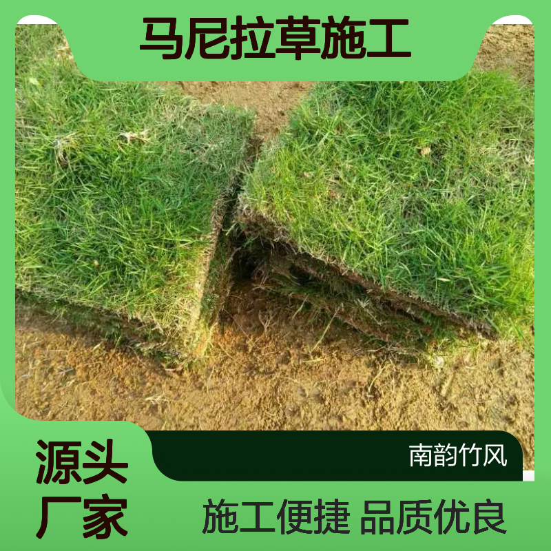 马尼拉草施工草坪 绿化工程专用 生长低矮 色泽鲜亮